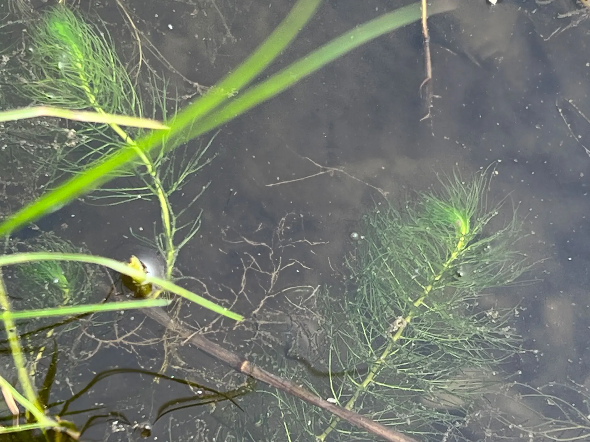 Wasserpflanze aus Nordamerika